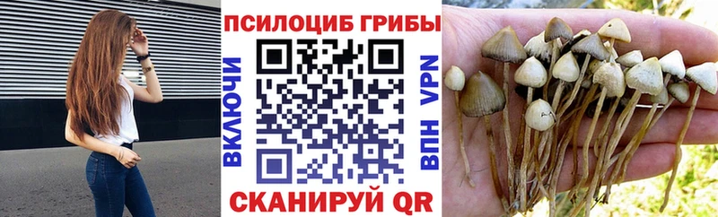 купить наркоту  маркетплейс наркотические препараты  mega ONION  Псилоцибиновые грибы прущие грибы  Боготол 